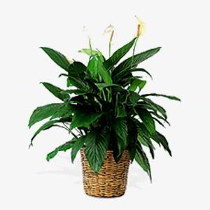 Florham Park Florist | Peace Lily