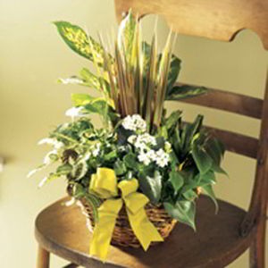 Florham Park Florist | Dish Garden