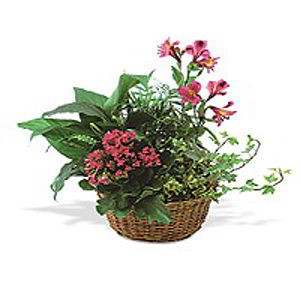 Florham Park Florist | Kalanchoe Basket