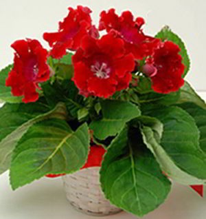 Florham Park Florist | Gloxinia