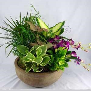 Florham Park Florist | Dendrobium Garden 