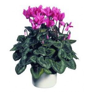 Florham Park Florist | Cyclamen