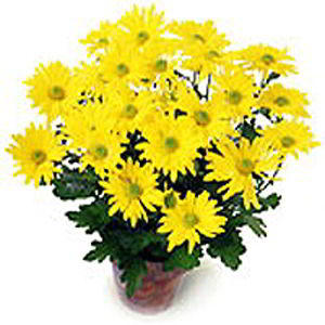 Florham Park Florist | Yellow Mum