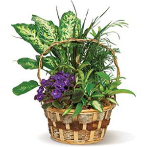 Florham Park Florist | Pretty Basket