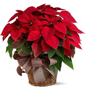 Florham Park Florist | Large Red Poinsettia