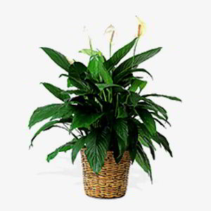 Florham Park Florist | Peace Lily