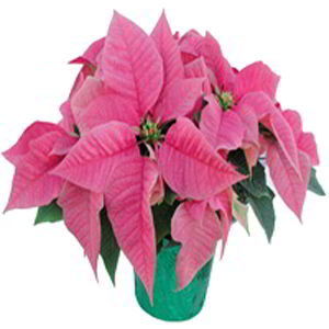 Florham Park Florist | Pink Poinsettia