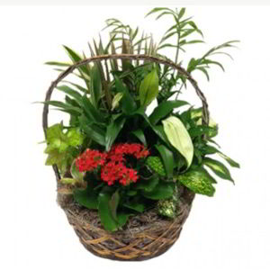 Florham Park Florist | Indoor Garden