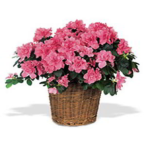 Florham Park Florist | Pink Azalea