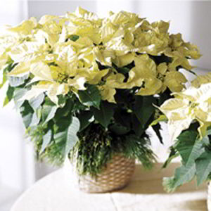 Florham Park Florist | White Poinsettia