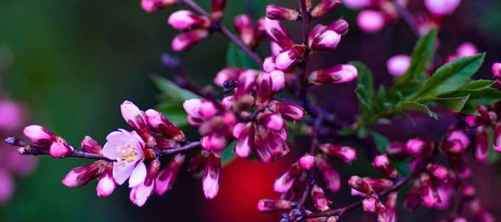 Spray of Pink Roses