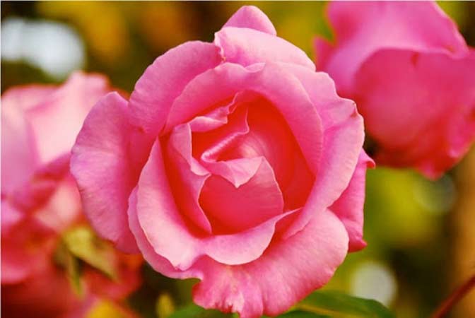 Send Flowers to Pine Acres Healthcare Rehabilitation Center 